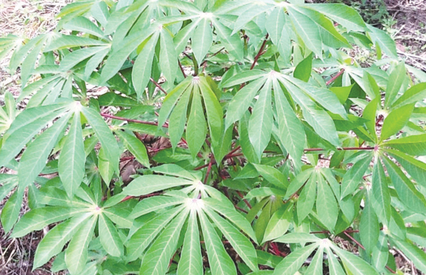 Les feuilles de manioc (Pondu), aliment de base de beaucoup de Congolais -