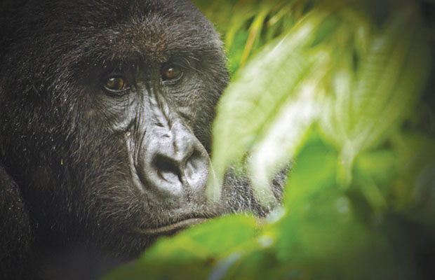 Une gorille des montagnes au parc des Virunga. (Photo DR) 