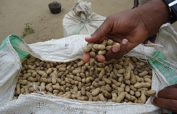 Un sac d’arachides en provenance de Bandundu. (BEF)