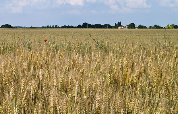 Un champ de blé. (Photo DR)