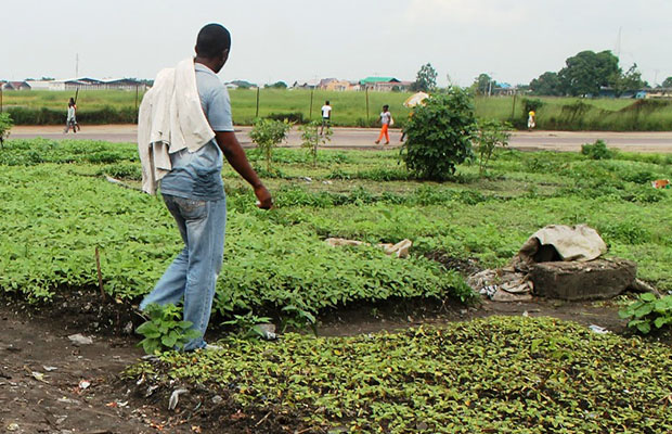 Champs de légumes le long d’une voie principale à Kinshasa. (Radio Okapi)