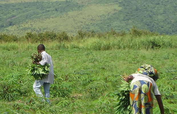 L’Afrique peut doubler sa productivité agricole au cours des 5 prochaines années. (BEF)