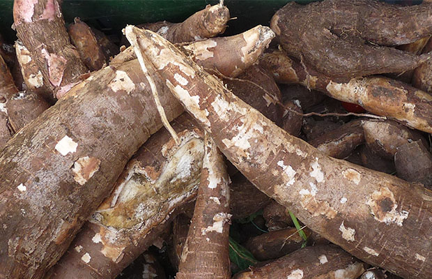 Le manioc est l’un des produits les plus utilisés en RDC. (DR)