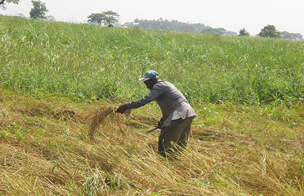 Une rizière dans la région de Beni-Butembo, province du Nord-Kivu. 