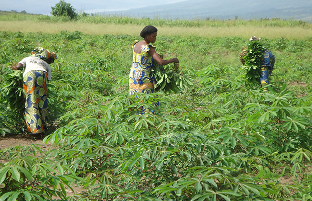 Un champ de manioc dans la province du Bandundu.