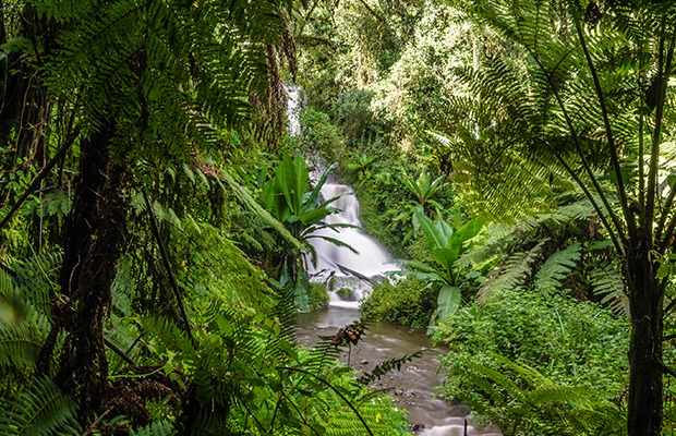 La forêt tropicale ne retiendrait plus assez de carbone, selon certains chercheurs. 