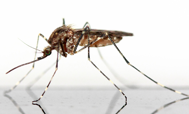 Quelques espèces seulement sont responsables de 600.000 morts de malaria par an.