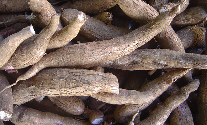 Le manioc, principale culture vivrière du pays.